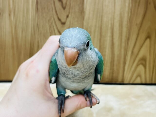 オキナインコ