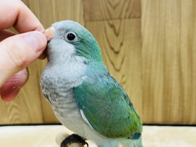 オキナインコ