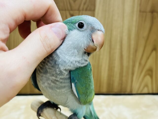 オキナインコ