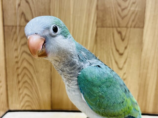 オキナインコ