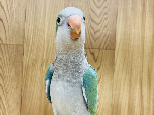 オキナインコ