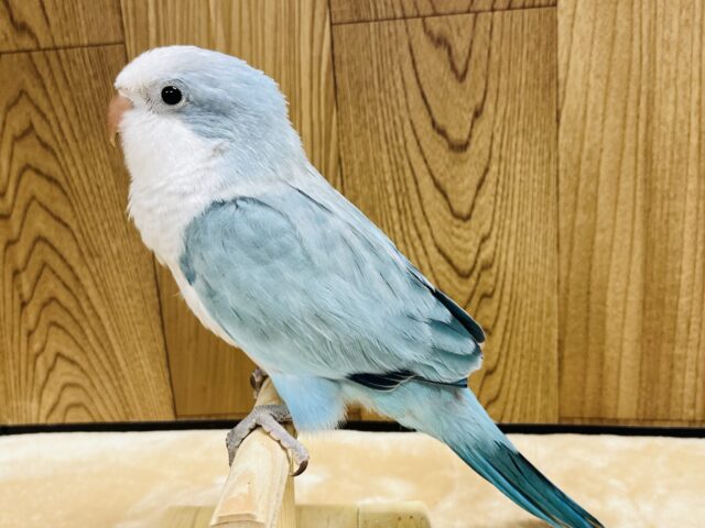 オキナインコ