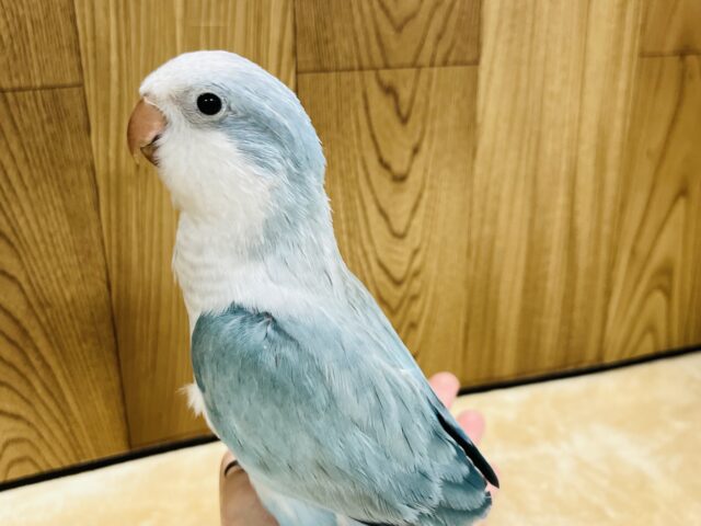 オキナインコ