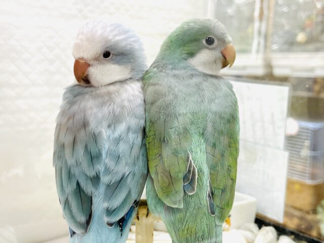 オキナインコ
