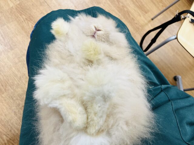 アンゴララビット