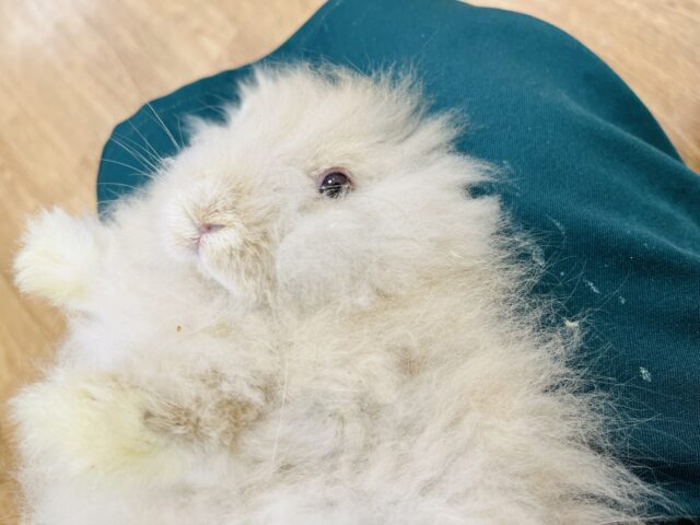 アンゴララビット