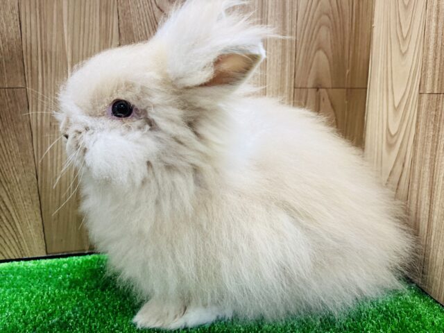 アンゴララビット