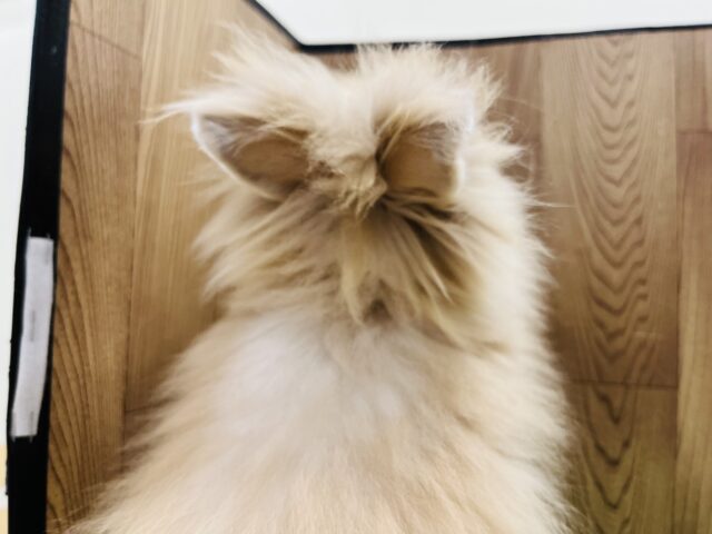 アンゴララビット