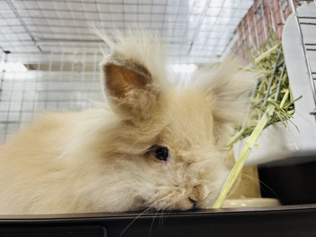 アンゴララビット