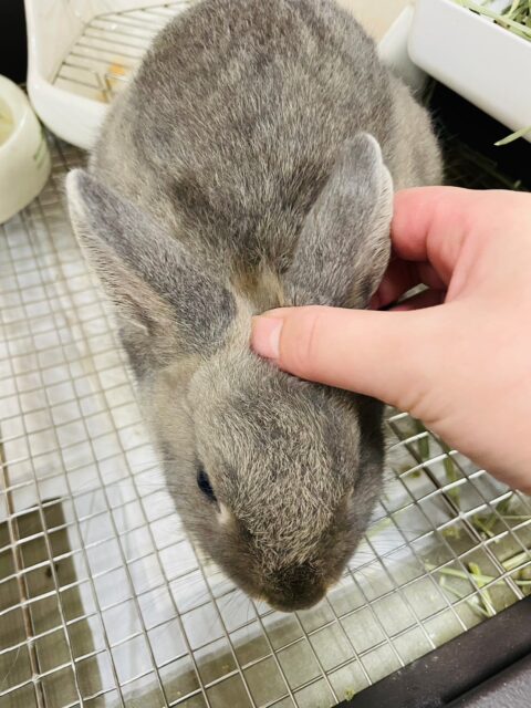 ネザーランドドワーフ