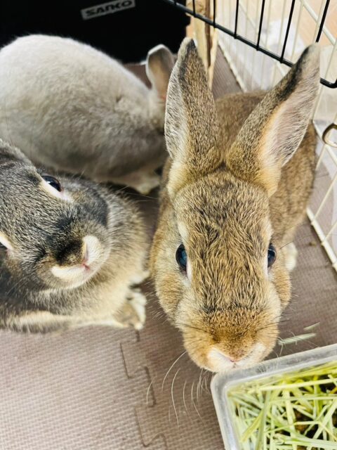 ネザーランドドワーフ