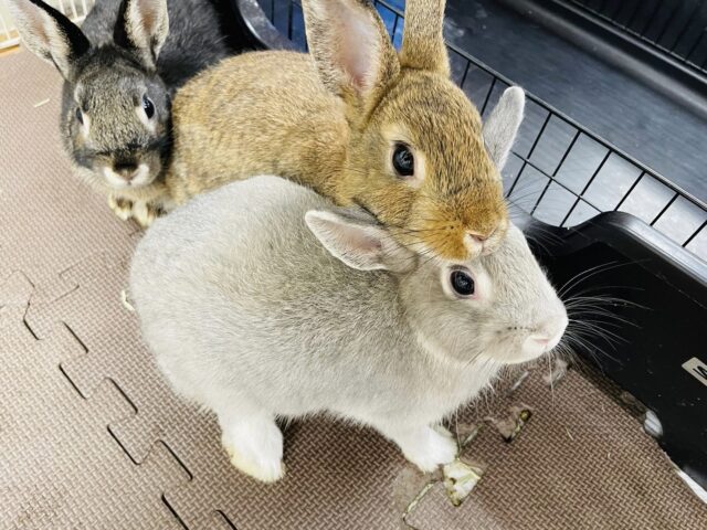 ネザーランドドワーフ