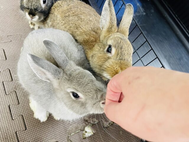 ネザーランドドワーフ