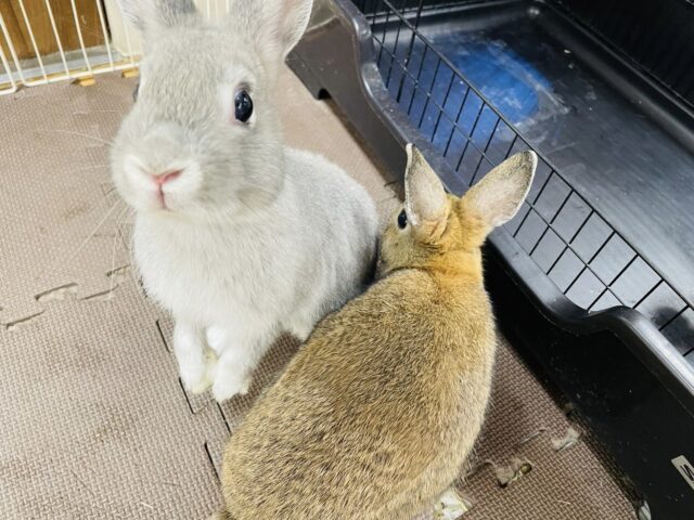 ネザーランドドワーフ