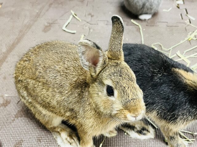 ネザーランドドワーフ