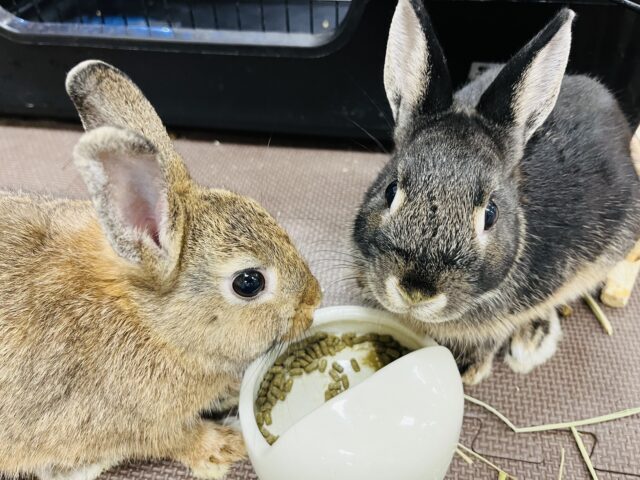 ネザーランドドワーフ