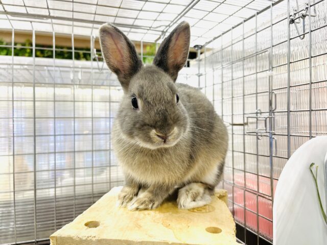 ネザーランドドワーフ