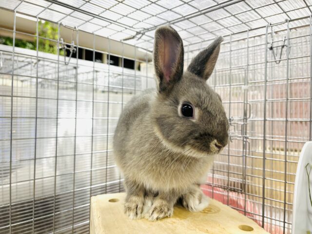 ネザーランドドワーフ