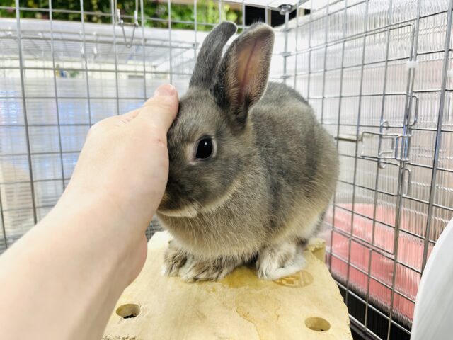 ネザーランドドワーフ