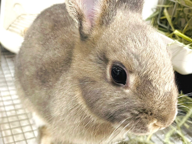 ネザーランドドワーフ