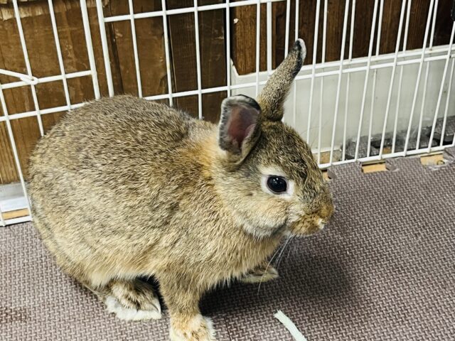 ネザーランドドワーフ