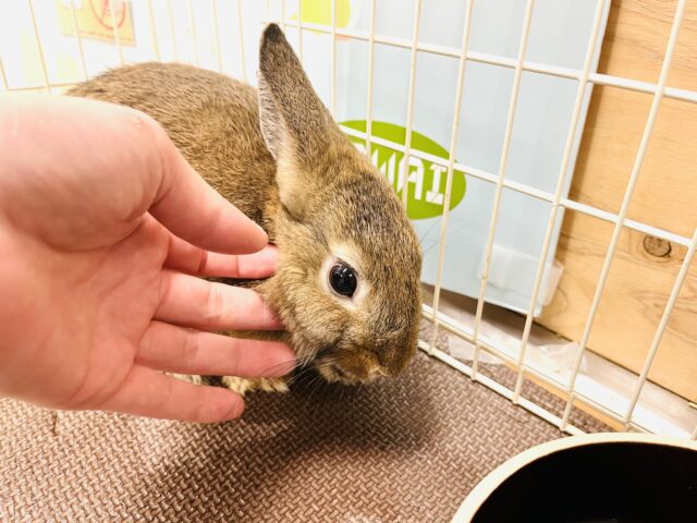 ネザーランドドワーフ