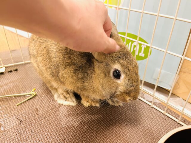 ネザーランドドワーフ