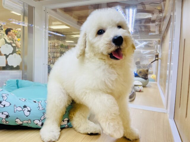 スタンダードプードル