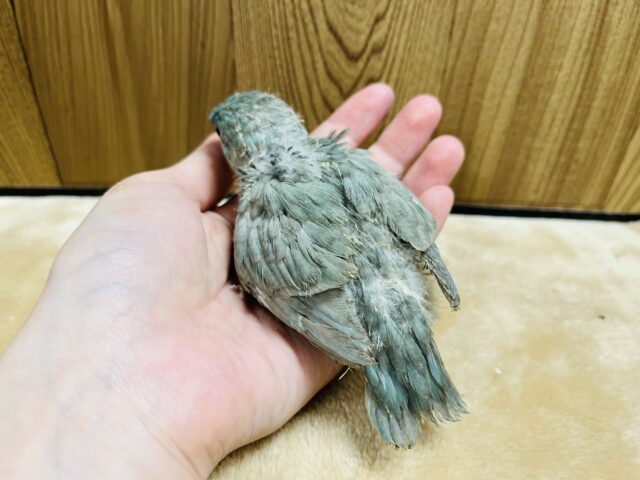 優しい雰囲気に癒されます♡サザナミインコ(ブルースパングル) ヒナ サザナミインコ