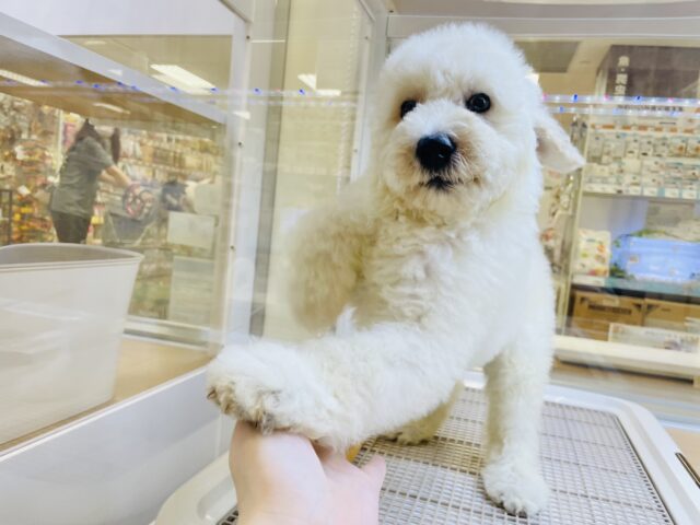 スタンダードプードル