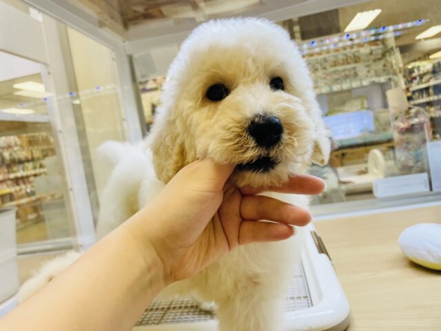 スタンダードプードル