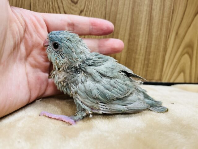 優しい雰囲気に癒されます♡サザナミインコ(ブルースパングル) ヒナ サザナミインコ