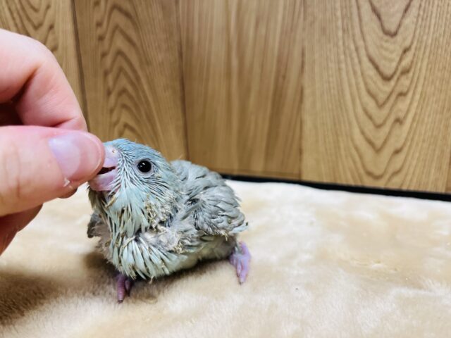 優しい雰囲気に癒されます♡サザナミインコ(ブルースパングル) ヒナ サザナミインコ