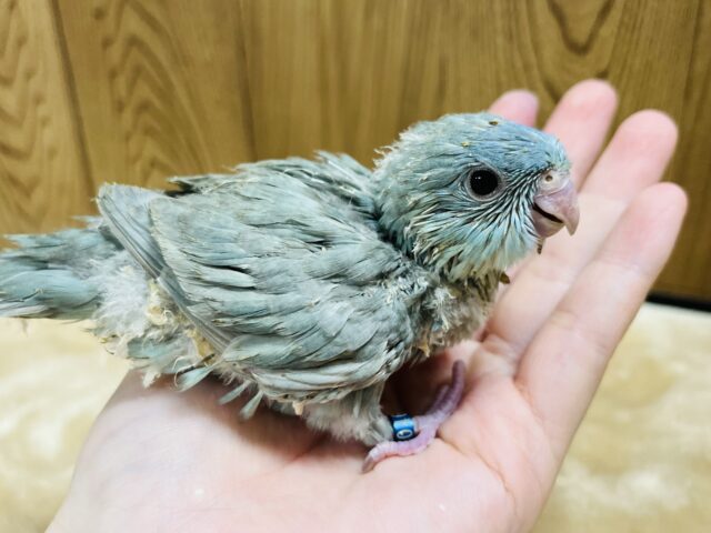 サザナミインコ