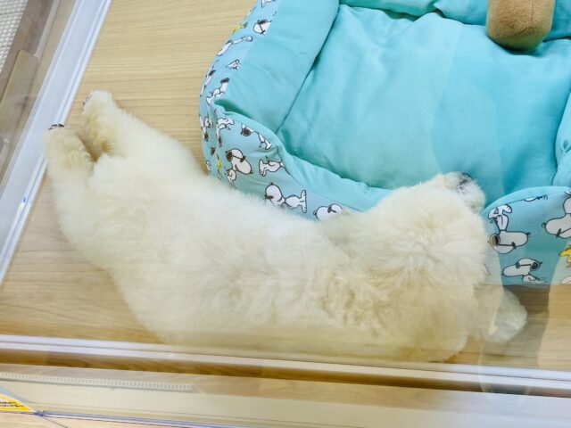 スタンダードプードル