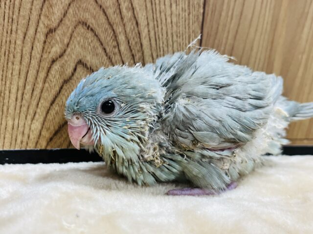 優しい雰囲気に癒されます♡サザナミインコ(ブルースパングル) ヒナ サザナミインコ