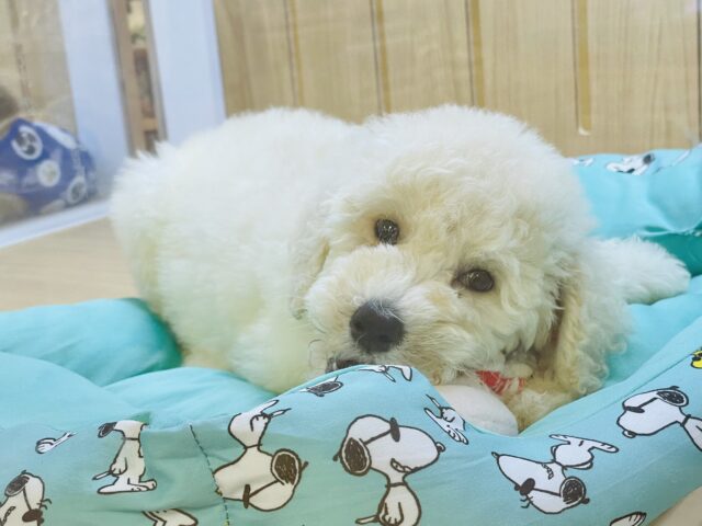 スタンダードプードル