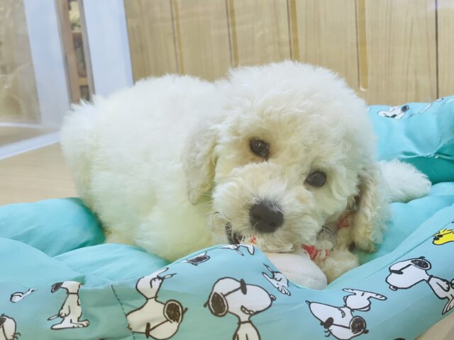 スタンダードプードル