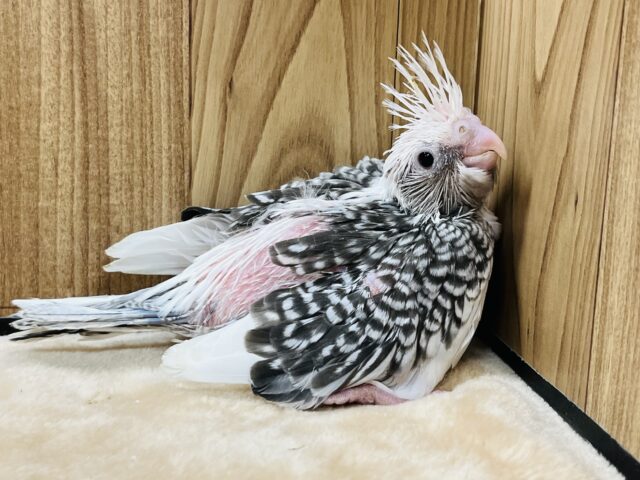 オカメインコ