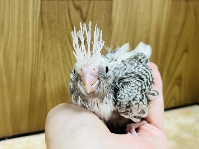 オカメインコ