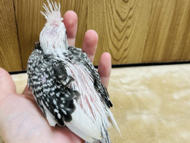 オカメインコ