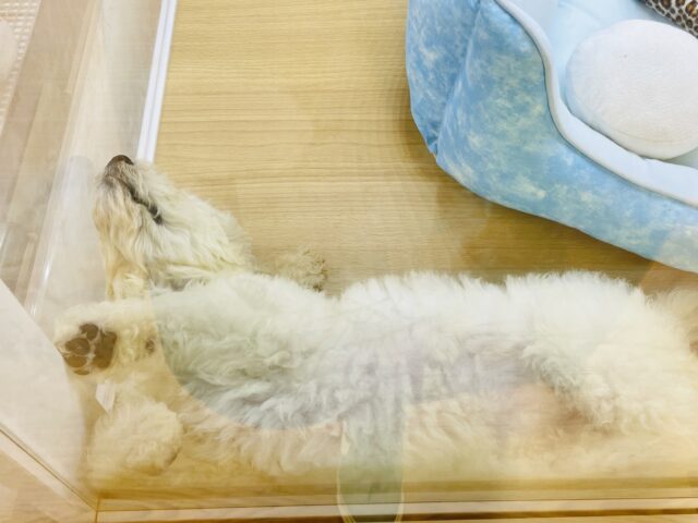 スタンダードプードル