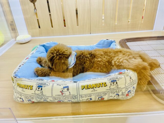 一目惚れ間違いなし!トイプードルくん! トイプードル