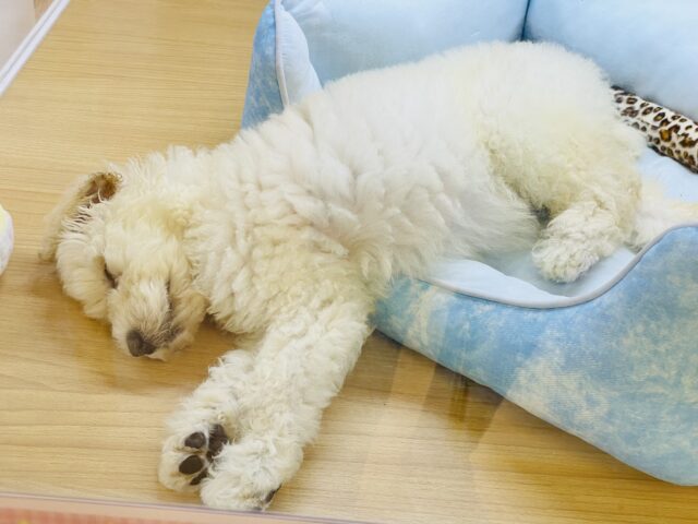 スタンダードプードル