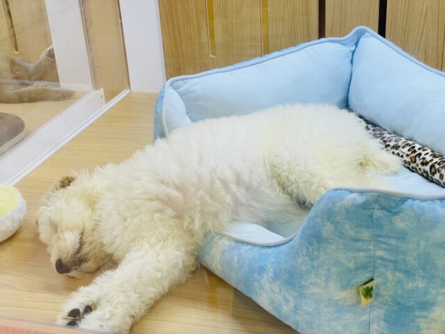 スタンダードプードル