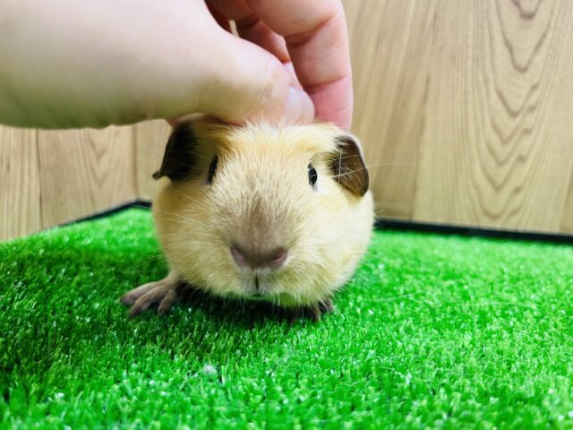 ロシアンスモークモルモット