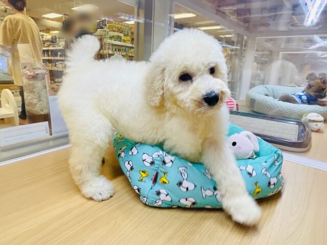 スタンダードプードル