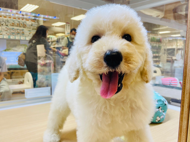 スタンダードプードル