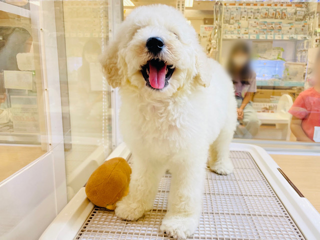 スタンダードプードル