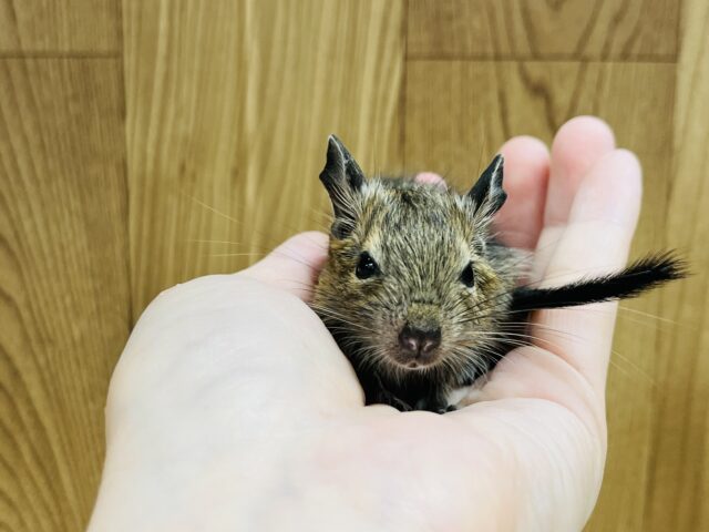 ベビベビサイズのデグーくん☆(男の子) デグー